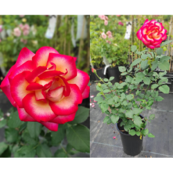 Rožė - Rosa LEO FERRE ®
