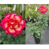 Rosa LEO FERRE®