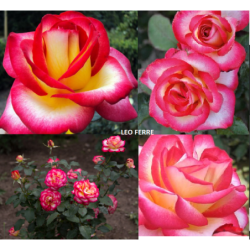 Rožė - Rosa LEO FERRE ®