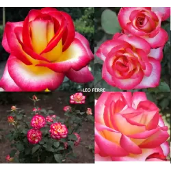 Rožė - Rosa LEO FERRE ®