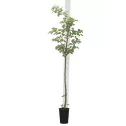 Naminė slyva - Prunus domestica SONORA
