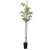 Naminė slyva - Prunus salicina SANTA ROSA
