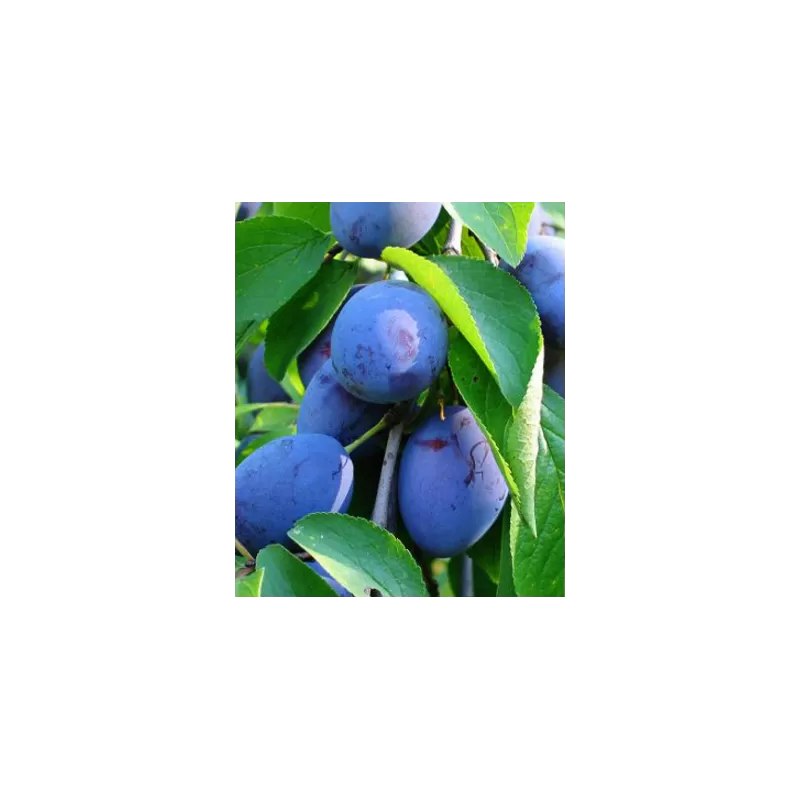 Plum - Prunus domestica DOBROVICKA