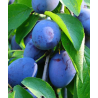 Naminė slyva - Prunus domestica DOBROVICKA