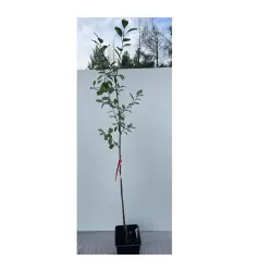 Plum - Prunus domestica DOBROVICKA