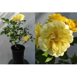 Rožė - Rosa YELLOW MEILOVE ®