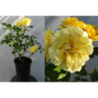 Rožė - Rosa YELLOW MEILOVE ®