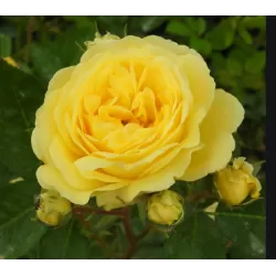 Rožė - Rosa YELLOW MEILOVE ®