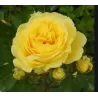 Rožė - Rosa YELLOW MEILOVE ®