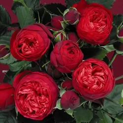 Užsisakyk augalus pavasariui jau dabar