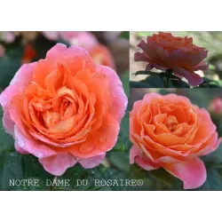 Rožė - Rosa NOTRE DAME DU ROSAIRE ®