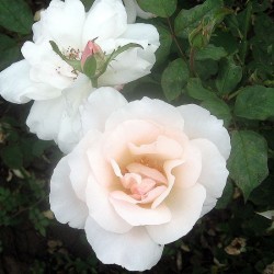 Rožė - Rosa WHITE QUEEN ELIZABETH®