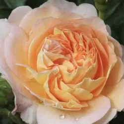 Rožė - Rosa AMELIE NOTHOMB ®