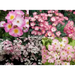 Rožė - Rosa BALLERINA ®