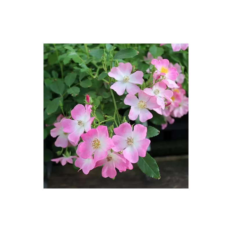 Rožė - Rosa BALLERINA ®