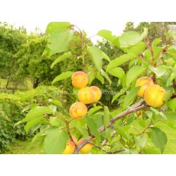 Abrikosas - Prunus armeniaca TIINA