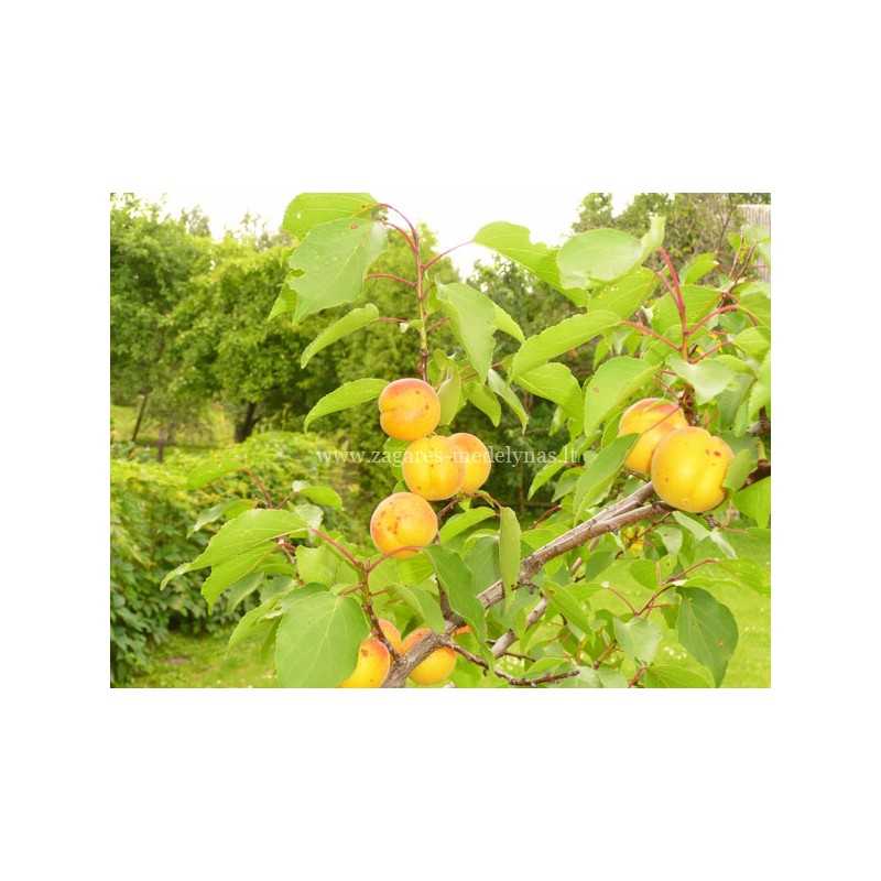 Prunus armeniaca TIINA