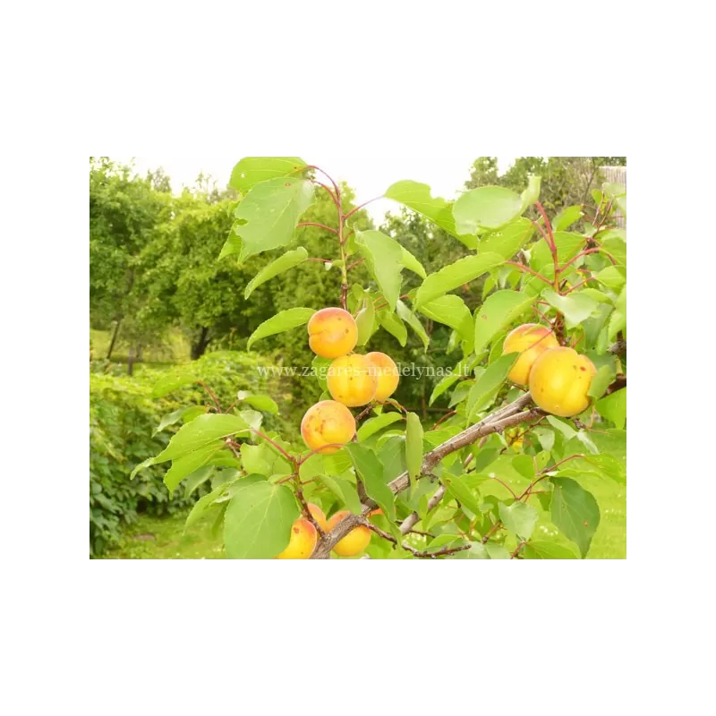 Prunus armeniaca TIINA