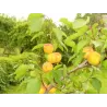 Prunus armeniaca TIINA