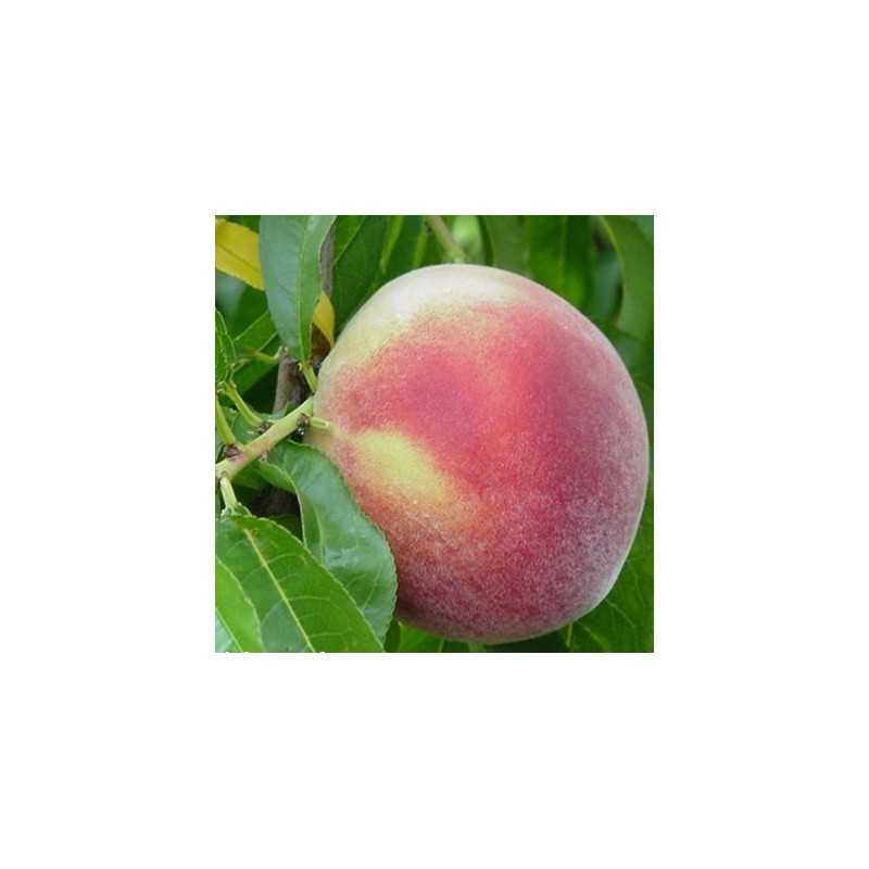 Persikas - Prunus persica ŠEVČENKOS