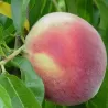 Persikas - Prunus persica ŠEVČENKOS / SHEVCHENKO