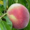 Persikas - Prunus persica ŠEVČENKOS