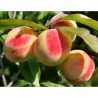 Peach - Prunus persica MAIRA