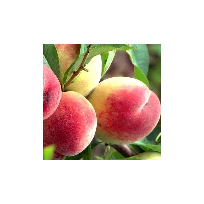 Peach - Prunus persica DNIEPRO