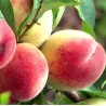 Peach - Prunus persica DNIEPRO
