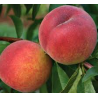 Peach - Prunus persica HARNAS