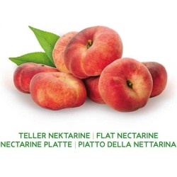 Nektarinas - Prunus persica nucipersica FLATERYNA