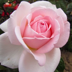 Rožė - Rosa PRINCE JARDINIER®