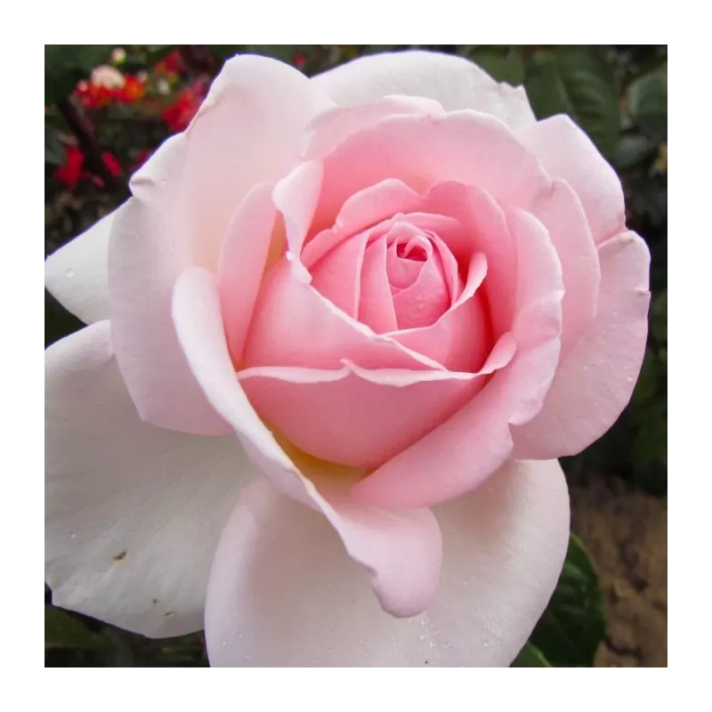 Rožė - Rosa PRINCE JARDINIER ®