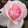 Rožė - Rosa PRINCE JARDINIER ®