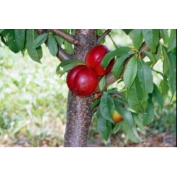 Nektarinas - Prunus persica nucipersica HARCO