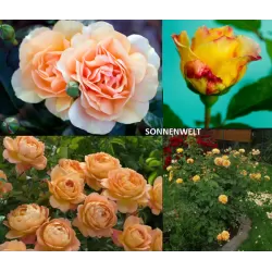 Rožė - Rosa SONNENWELT ®