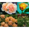 Rožė - Rosa SONNENWELT ®