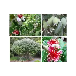 Amerikinė aka - Acca (feijoa) sellowiana AUTOFERTILE