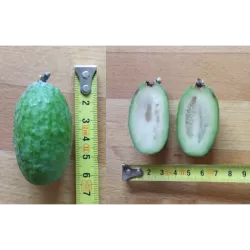 Egzotiniai augalai internetu