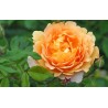 Rožė - Rosa SONNENWELT ®