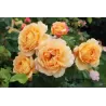 Rožė - Rosa Sonnenwelt (alternatyva AMBER COVER)