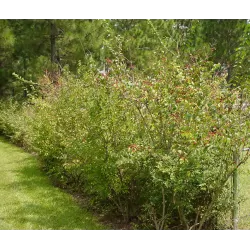 Amūrinis sausmedis - Lonicera maackii