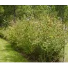 Amūrinis sausmedis - Lonicera maackii
