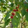 Amūrinis sausmedis - Lonicera maackii
