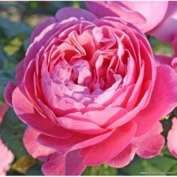 Rožė - Rosa KOELNER FLORA ®