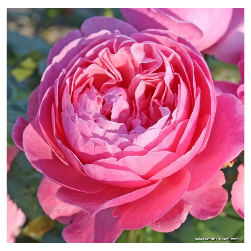 Rožė - Rosa KOELNER FLORA ®
