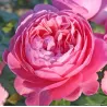 Rožė - Rosa KOELNER FLORA ®