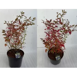 Highbush Blueberry - Vaccinium corymbosum BLUECROP