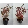 Highbush Blueberry - Vaccinium corymbosum BLUECROP