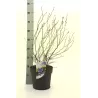 Highbush Blueberry - Vaccinium corymbosum BLUECROP